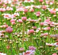 The Cottage Meadow