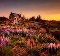 The Cottage Meadow