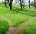 The Cottage Meadow