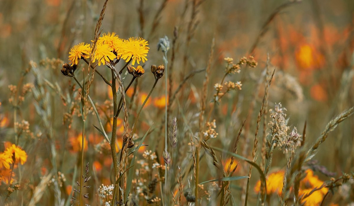 The Cottage Meadow