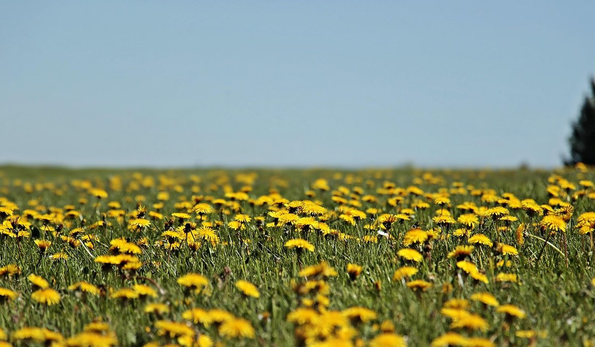 The Cottage Meadow