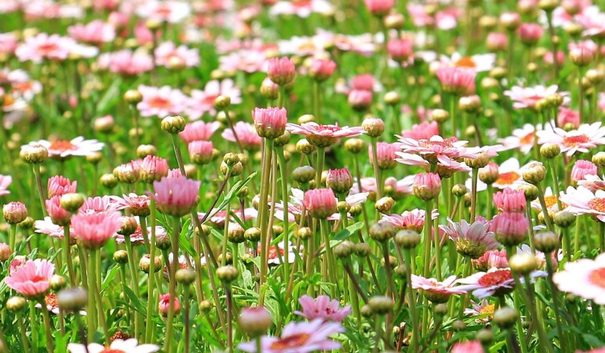 The Cottage Meadow