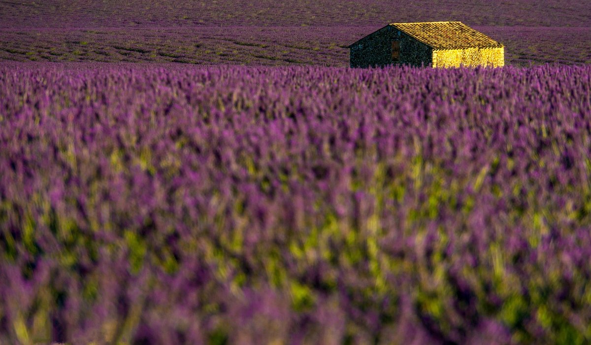 The Cottage Meadow
